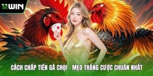 Cách Chấp Tiền Gà Chọi