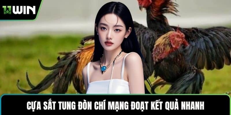 Cựa sắt tung đòn chí mạng đoạt kết quả nhanh